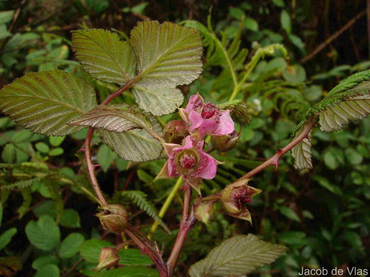 Rubus leucocarpus Arn.